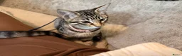 Savannah cats for sale: F4 savannah kittens ready to go - Advert 10
