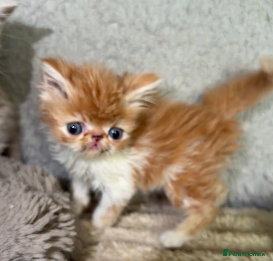 Exotic cats for sale: SHOW QUALITY GCCF REGISTERED KITTENS - Image 6