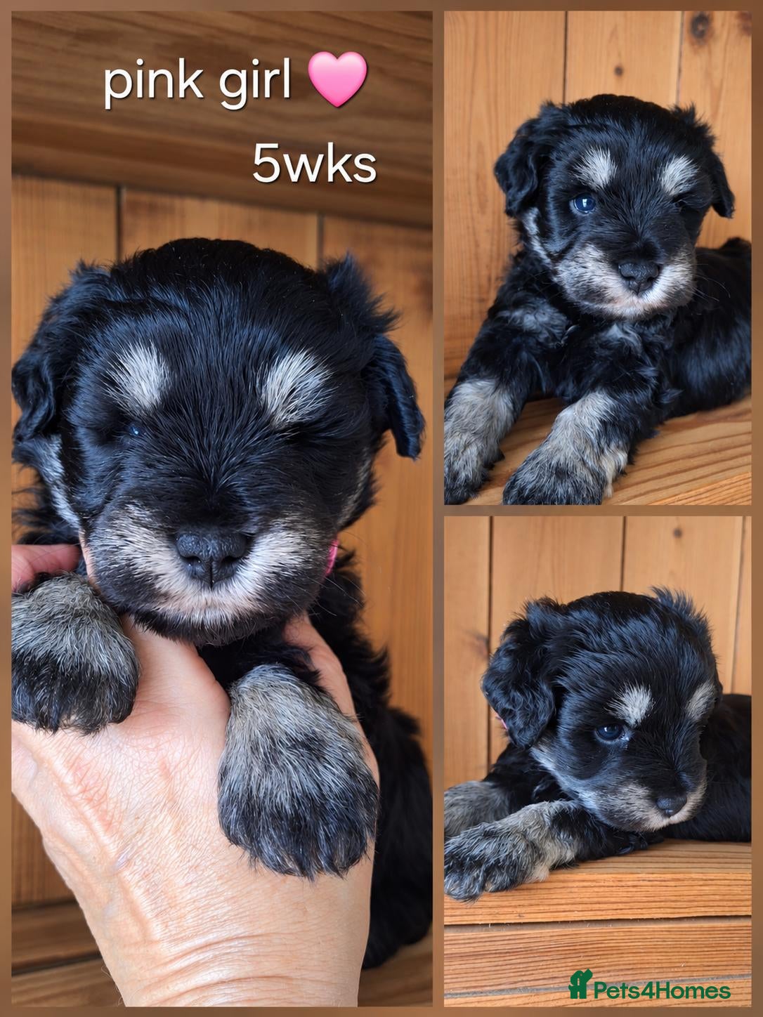 Miniature Schnauzer dogs Stunning black and silver Miniature Schnauzer Pups - Advert 1