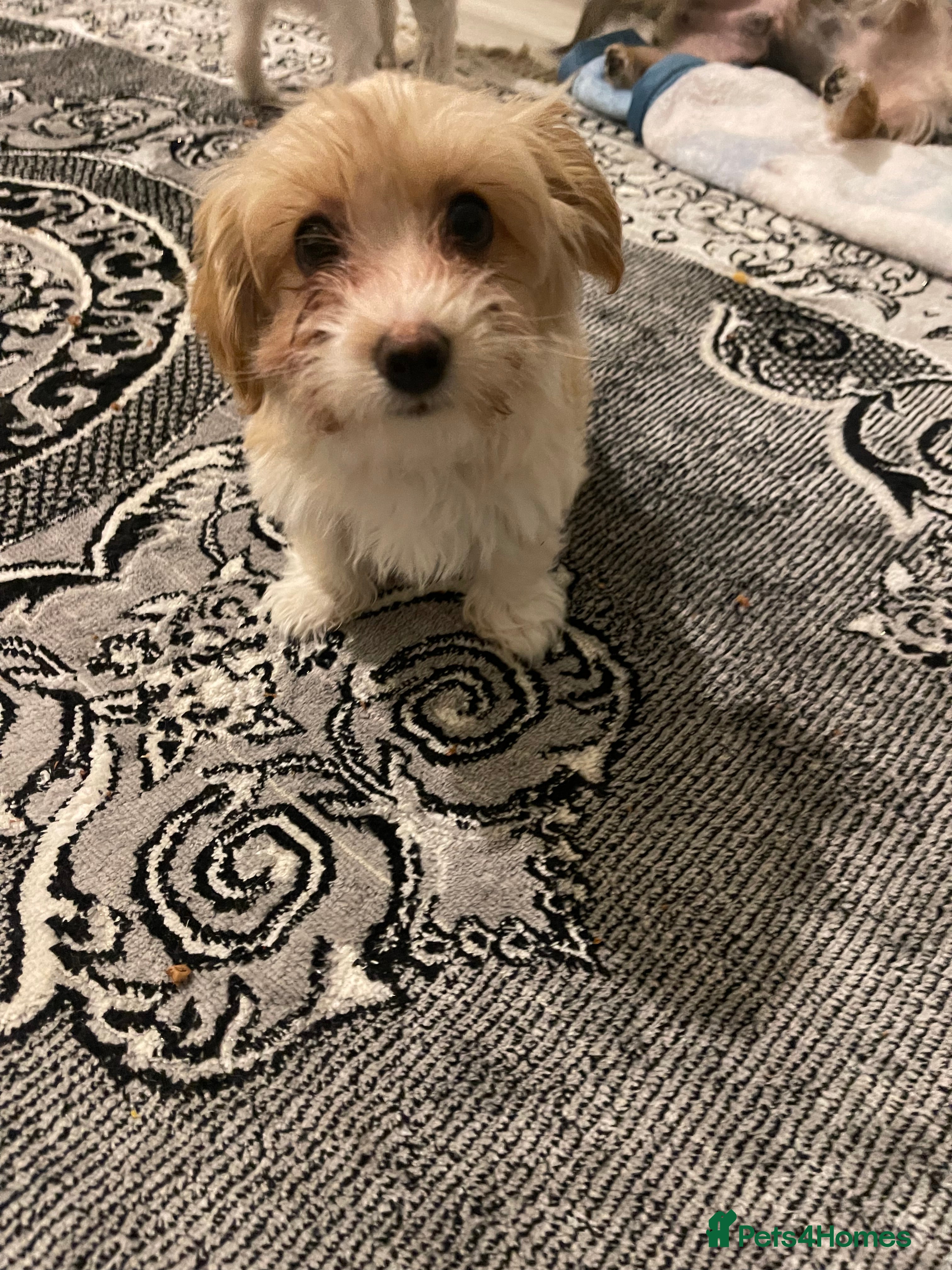 Morkie dogs Morkie  - Advert 5