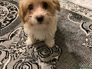 Morkie dogs Morkie - Advert 9