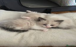 Ragdoll cats for sale: 6 Adorable Ragdoll kittens  - Image 10