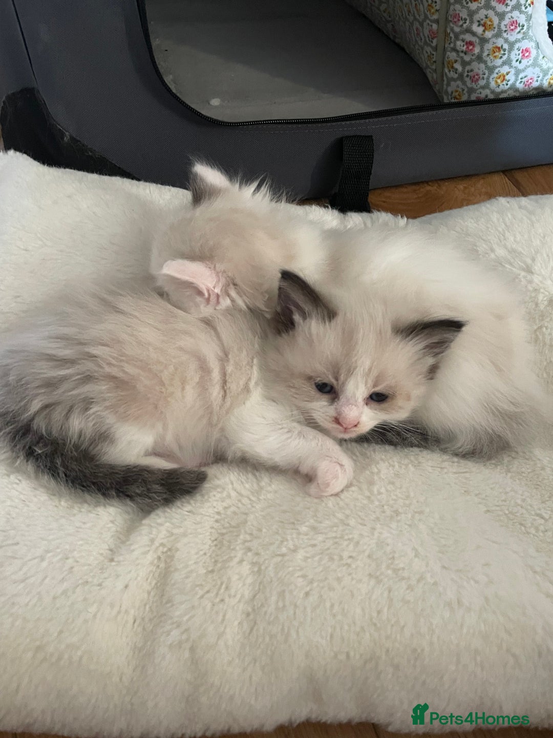 Ragdoll cats for sale: 6 Adorable Ragdoll kittens  - Image 10