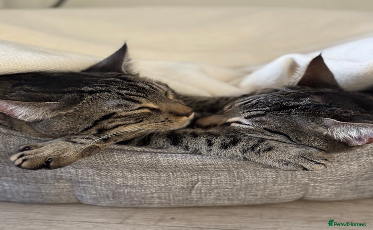 Bengal cats - Advert 12