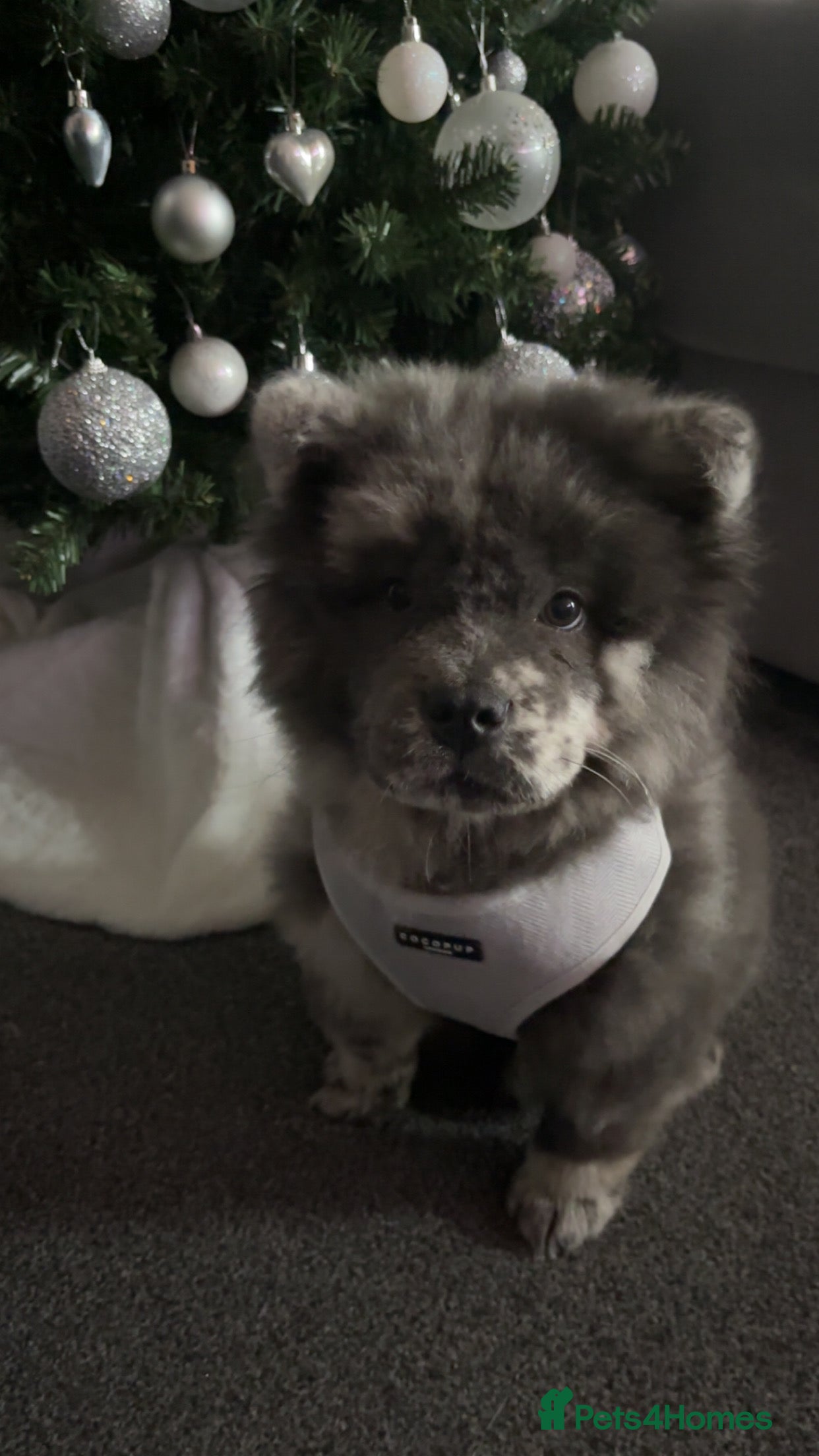 Chow Chow dogs Chow Chow  - Advert 5