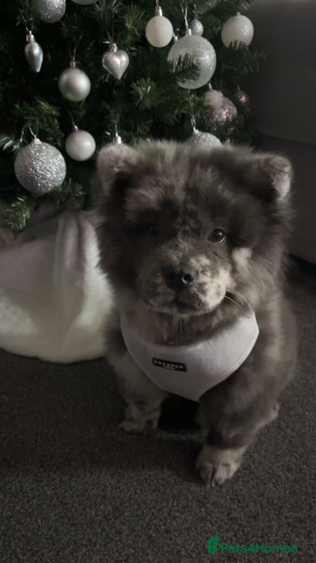 Chow Chow dogs for sale: Chow Chow  - Advert 1