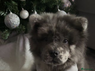 Chow Chow dogs Chow Chow - Advert 1