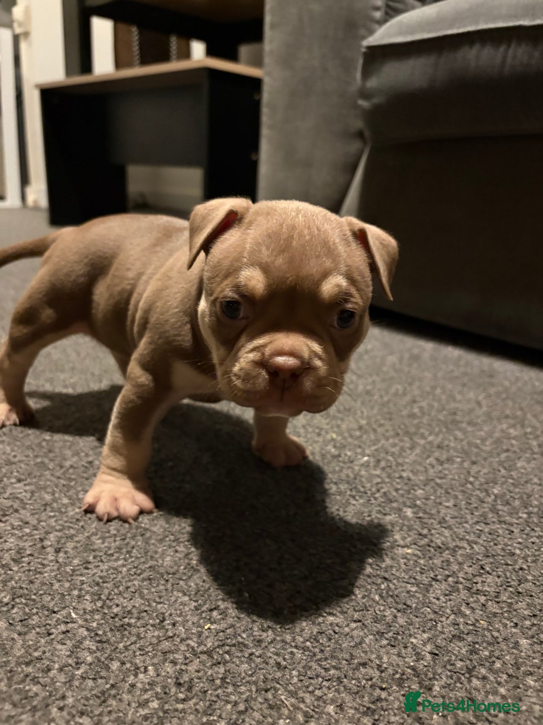 American Bully dogs for sale: Micro Bully puppies for sale!  - Advert 6