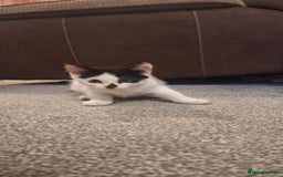 Mixed Breed cats for sale: 3 black and white kittens  - Image 5