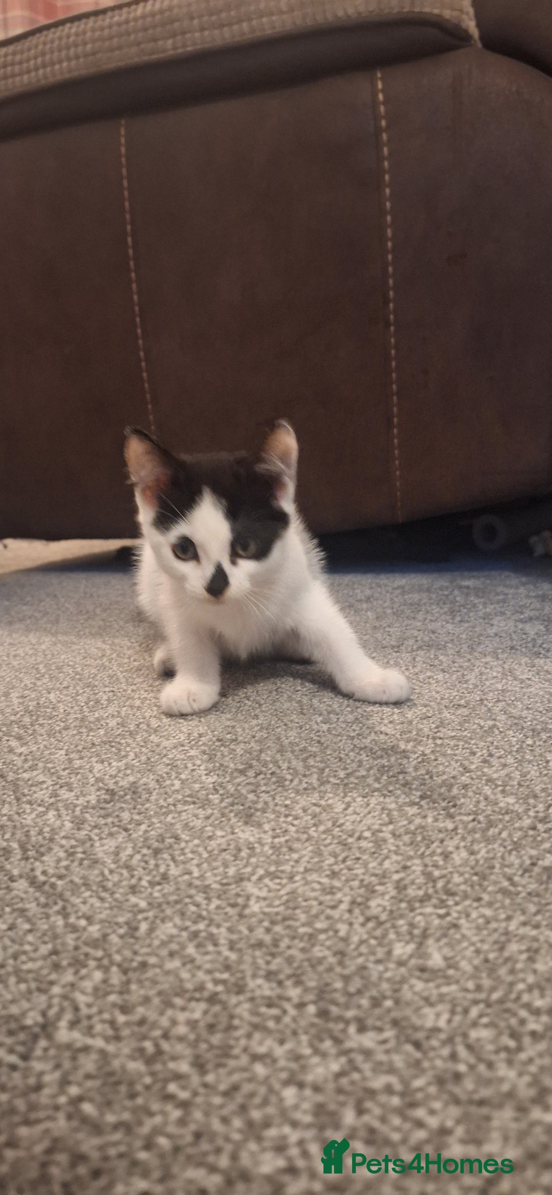 Mixed Breed cats for sale: 3 black and white kittens  - Image 5
