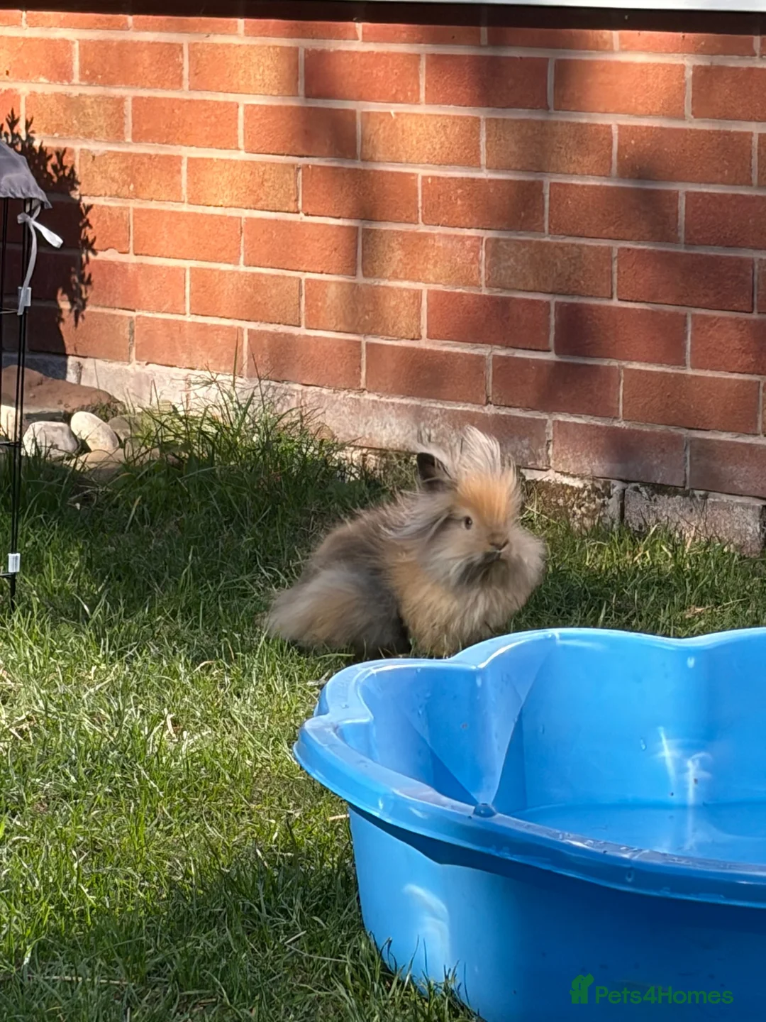 Lionhead rabbits for sale: Two bonded beautiful Lionhead boys  - Advert 2