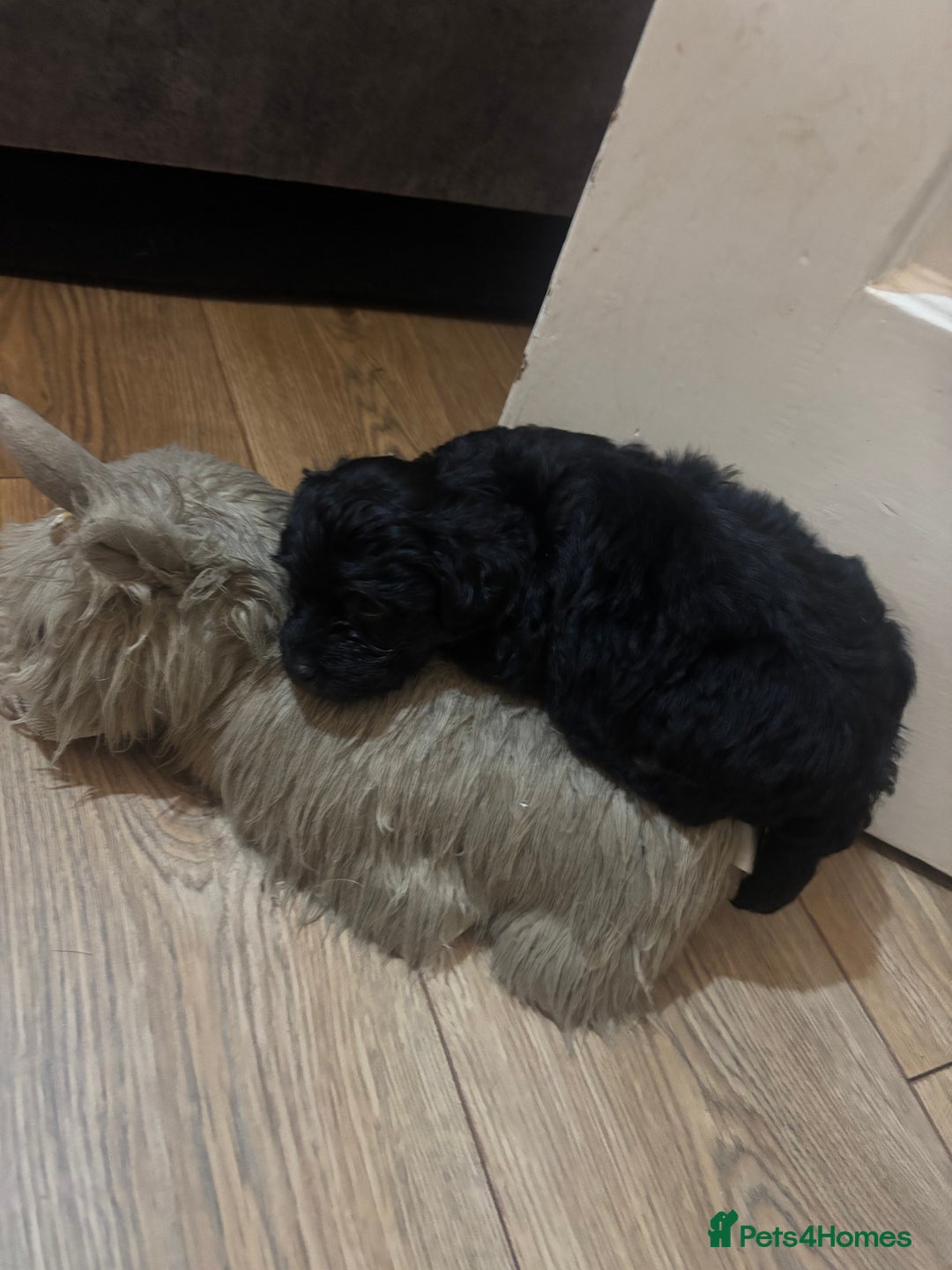 Mixed Breed dogs for sale: 2x gorgeous Male Morkiepoos for sale - Image 6