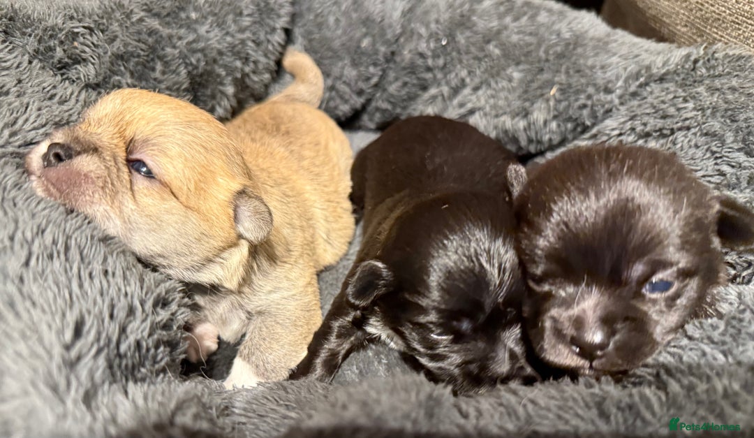 Mixed Breed dogs for sale: Malchi Puppies Looking for Their Forever Homes  - Image 11