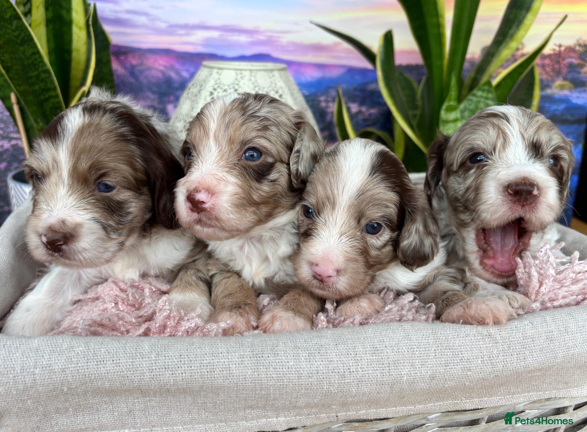 Sproodle dogs ✨RARE TRICOLOUR TUXEDO MERLE SPROODLES🐾❤️✨ TESTED - Advert 12