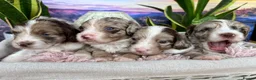 Sproodle dogs for sale: ✨RARE TRICOLOUR TUXEDO MERLE SPROODLES🐾❤️✨ TESTED - Advert 1