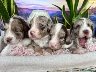 Sproodle dogs ✨RARE TRICOLOUR TUXEDO MERLE SPROODLES🐾❤️✨ TESTED - Advert 12