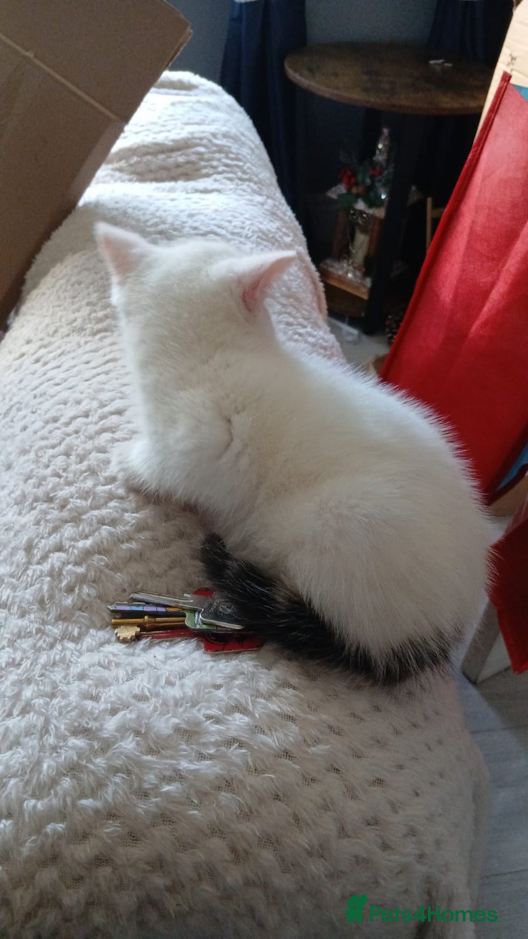 Mixed Breed cats for sale: White kitten.  - Image 6