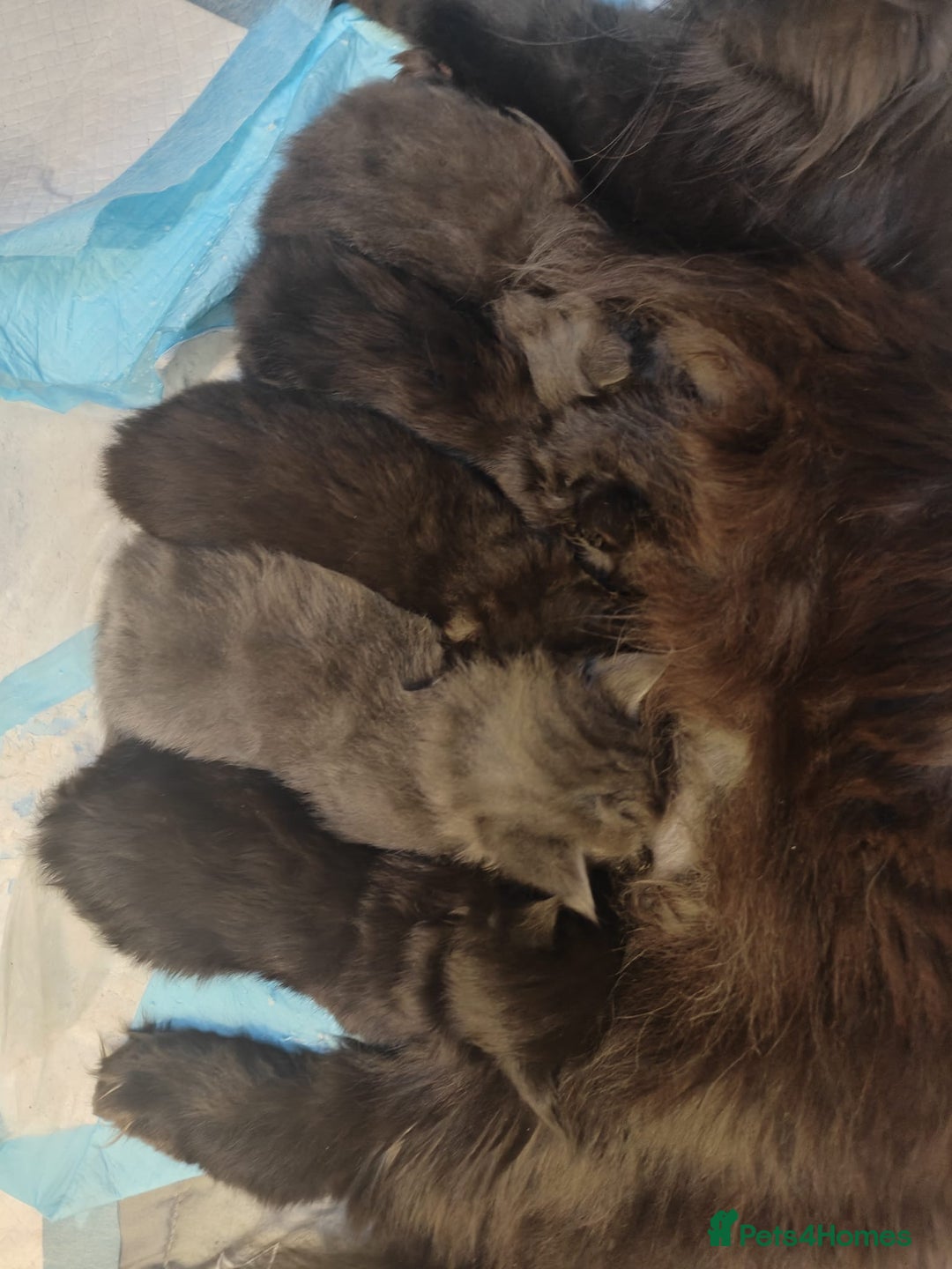 Maine Coon cats for sale: 5 Main Coon Kittens  - Advert 3