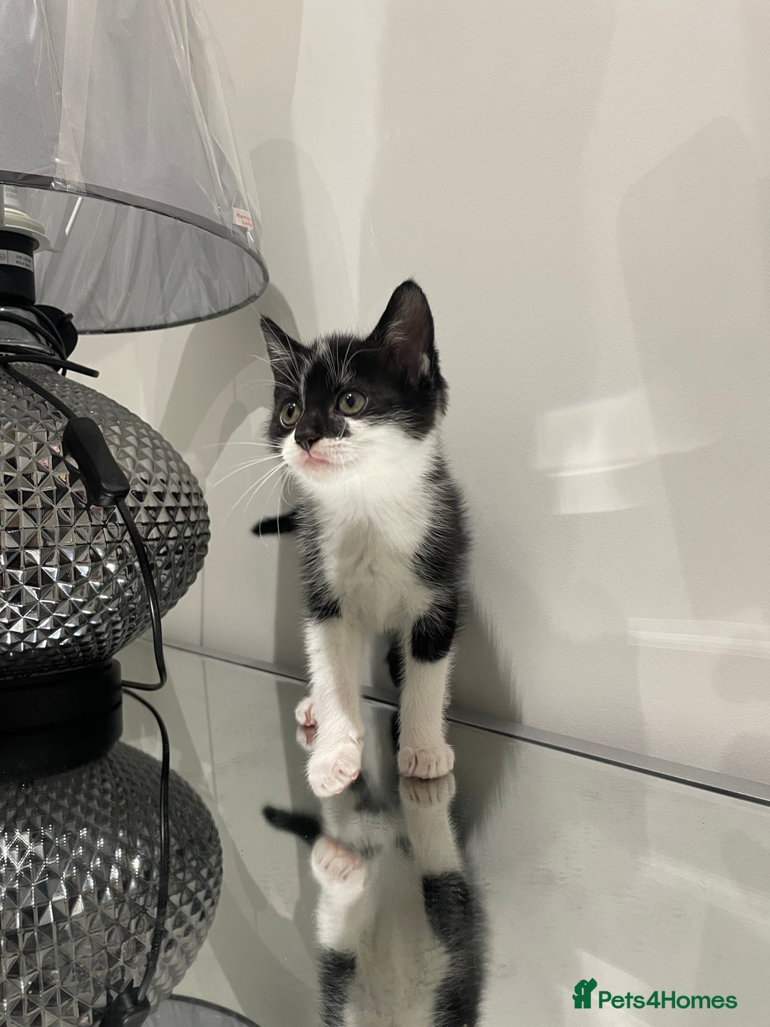 Mixed Breed cats for sale: Beautiful kittens ready to go now  - Advert 25