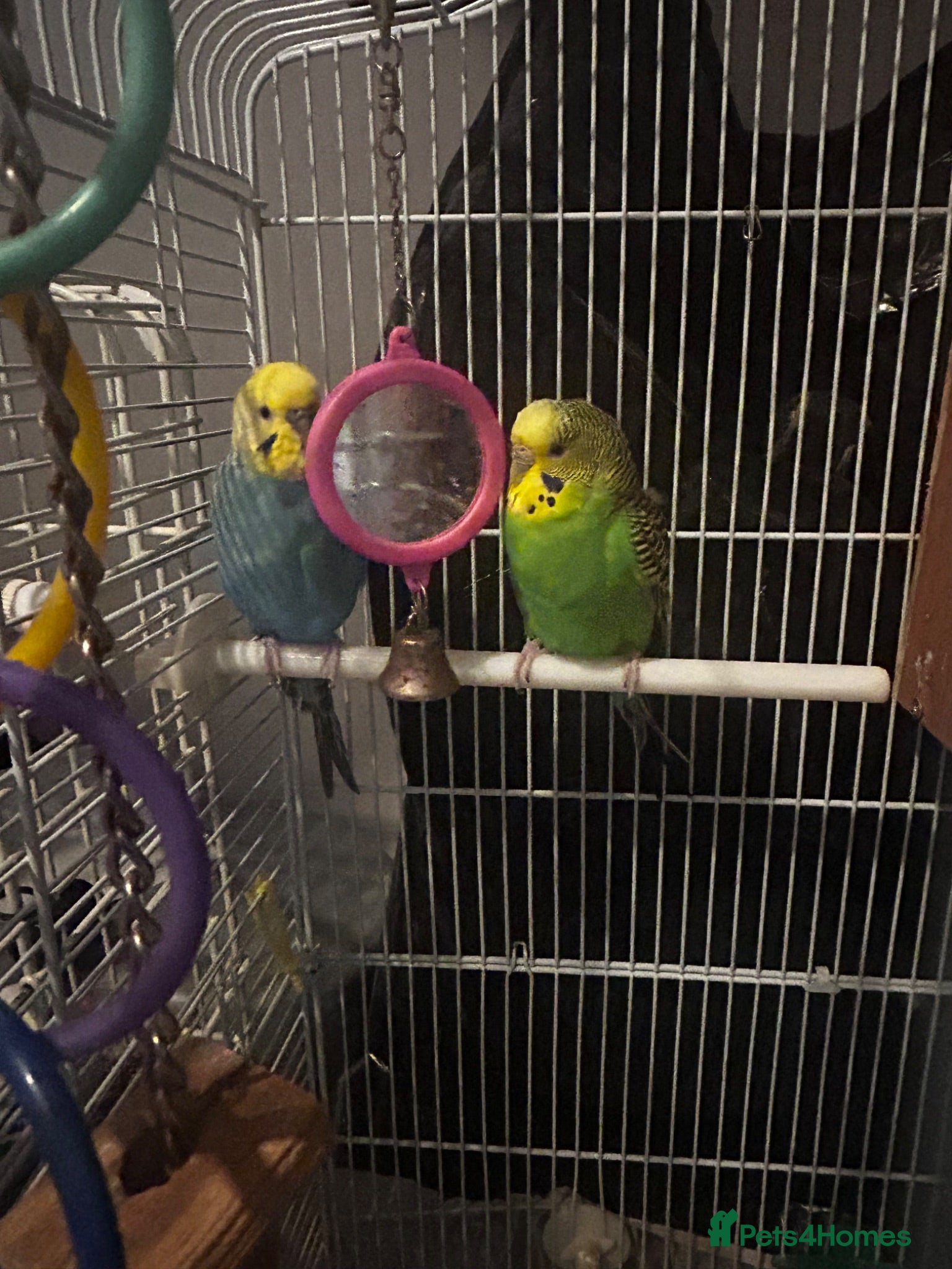 Budgerigars birds Kid Budgie parrots  - Advert 2