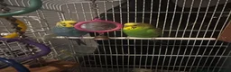 Budgerigars birds for sale: Kid Budgie parrots  in Bradford - Advert 1