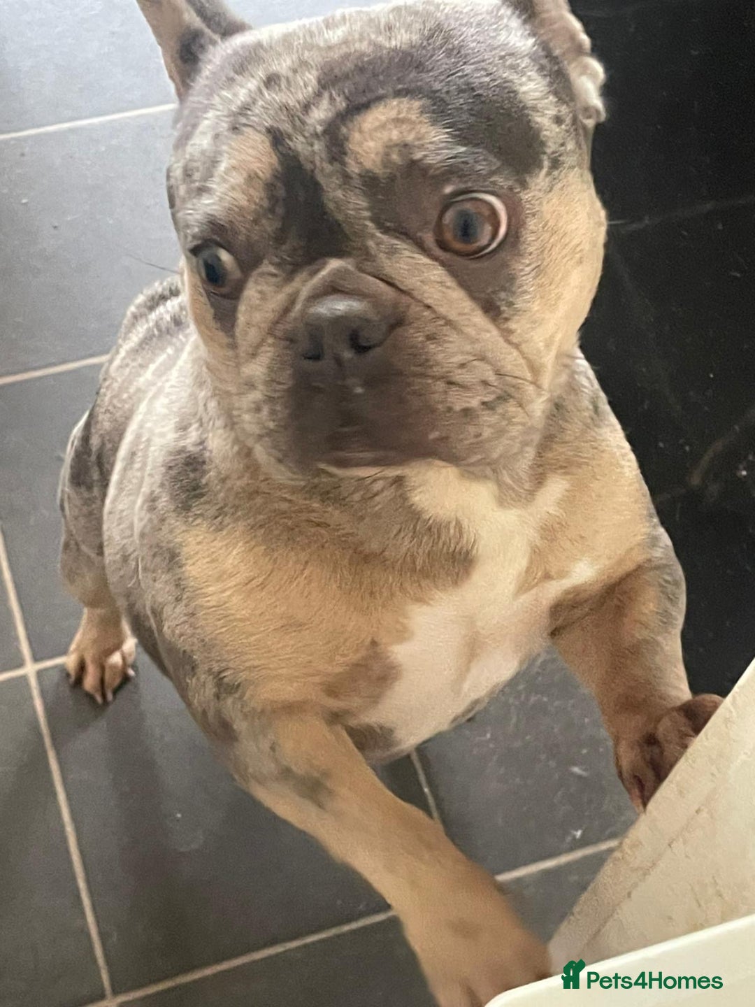 French Bulldog dogs for sale: Female French bulldog  - Image 2