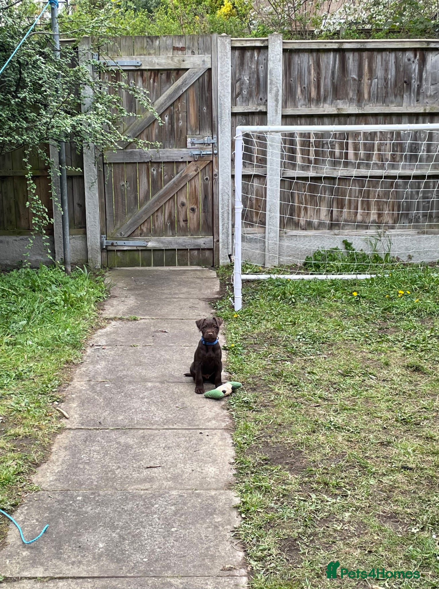 Patterdale Terrier dogs for sale: Patterdale Terrier  in Liverpool - Advert 6