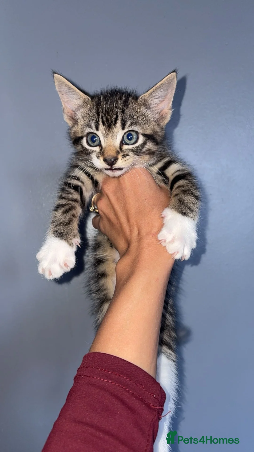 Maine Coon cats for sale: Last 2 Maine coon kittens  in Newton Aycliffe - Advert 2