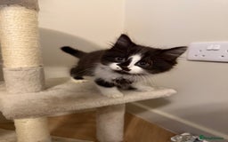 Mixed Breed cats for sale: Four Black and white kittens  - Image 2