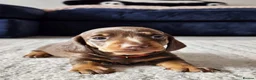 Miniature Dachshund dogs for sale: READY NOW KC reg miniature dachshund  - Advert 26