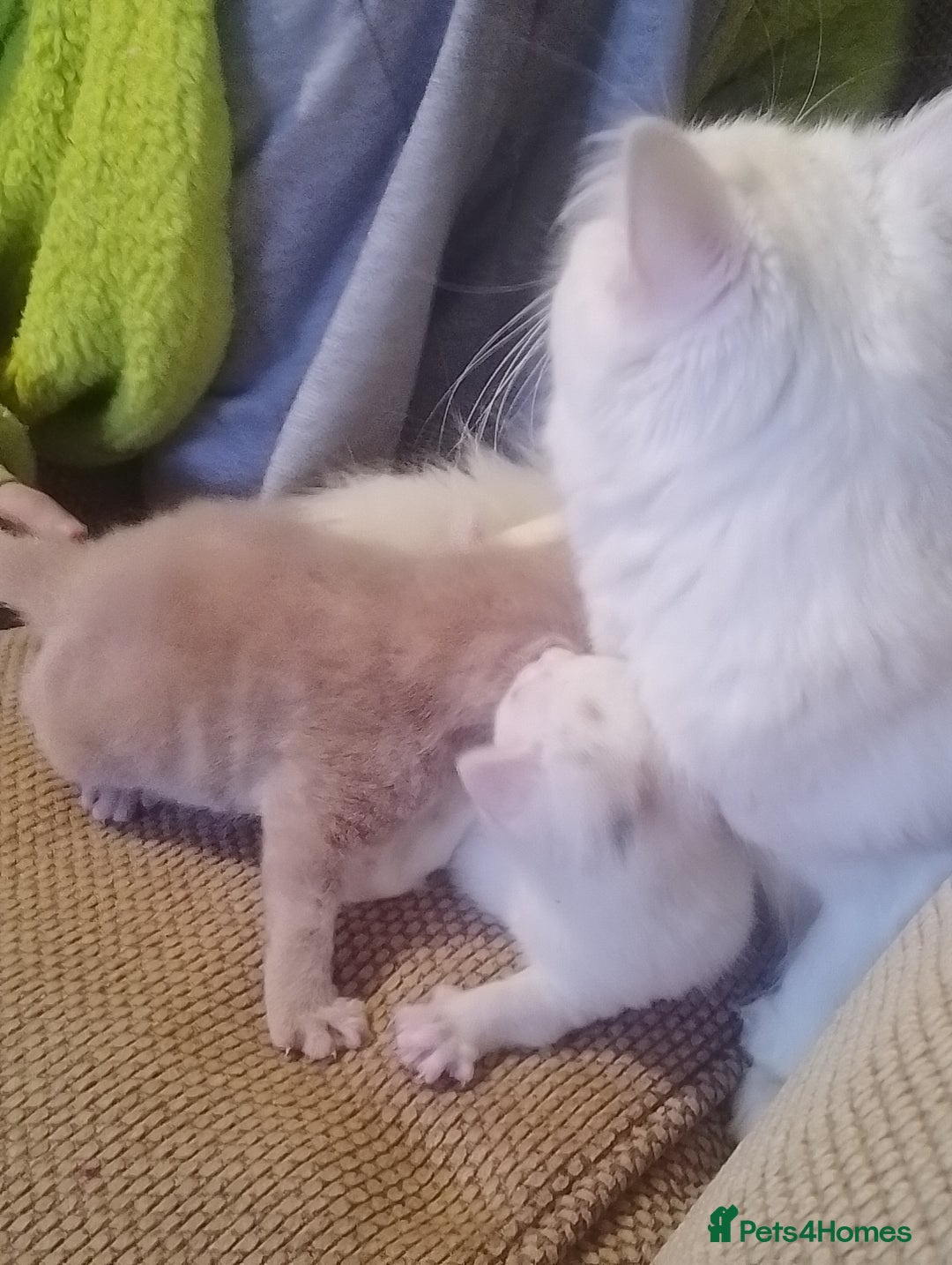 Turkish Angora cats for sale: Turkish angora kittens  - Advert 1