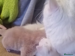 Turkish Angora cats Turkish angora kittens - Advert 2