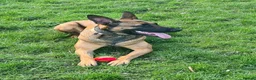 Belgian Shepherd Dog dogs for sale: Belgian malinois x german shepherd  - Advert 8