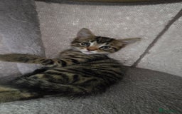 Mixed Breed cats for sale: 5 Kittens for sale - Image 26
