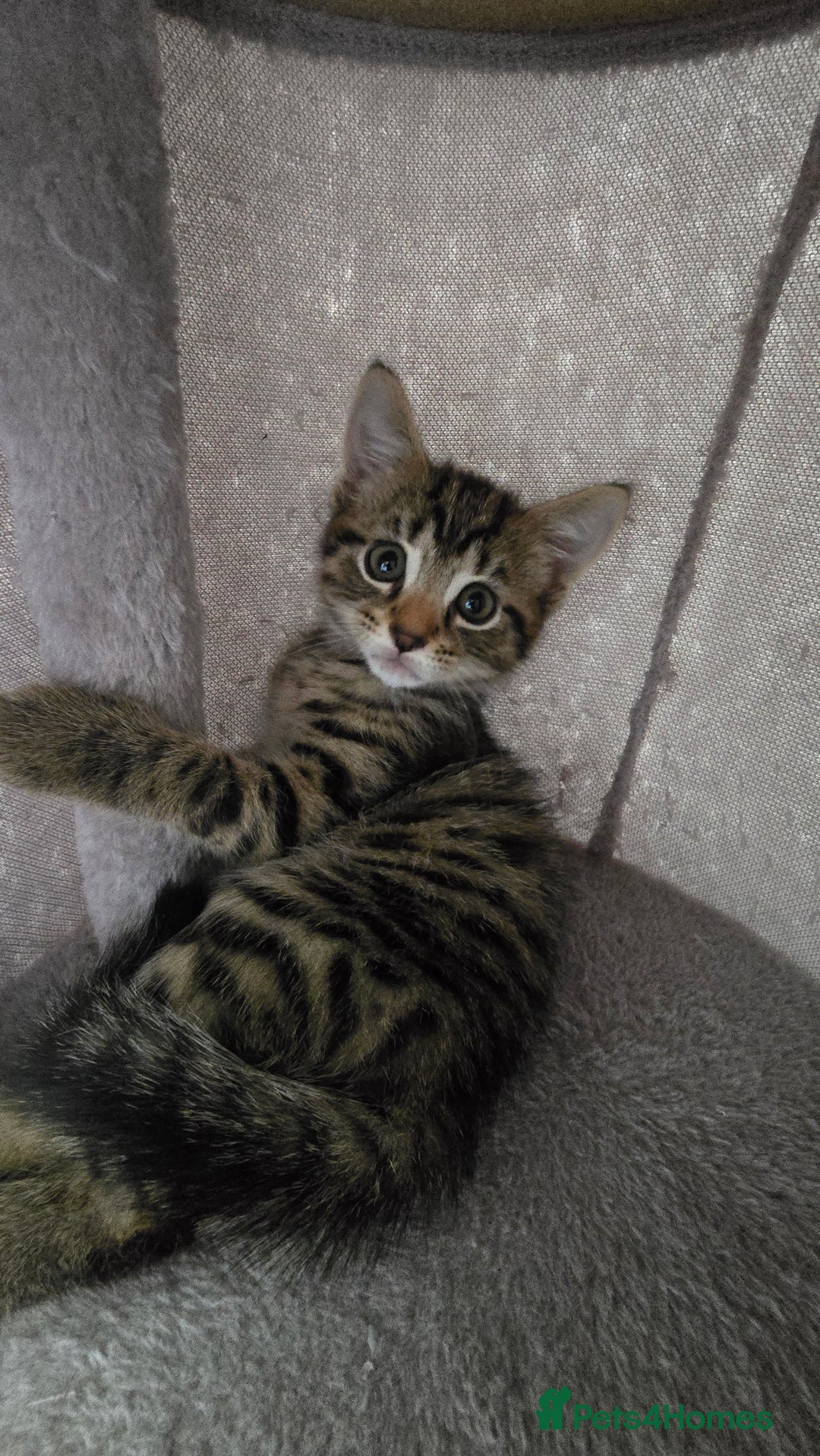 Mixed Breed cats for sale: 5 Kittens for sale - Image 26