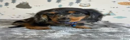 Miniature Dachshund dogs for sale: Long Haired Miniature Dachshund puppies,  - Advert 2