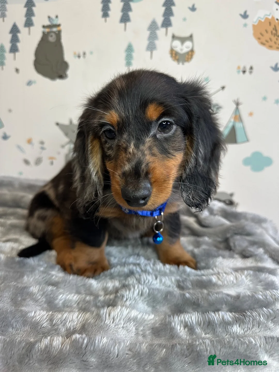 Miniature Dachshund dogs for sale: Long Haired Miniature Dachshund puppies,  - Advert 2