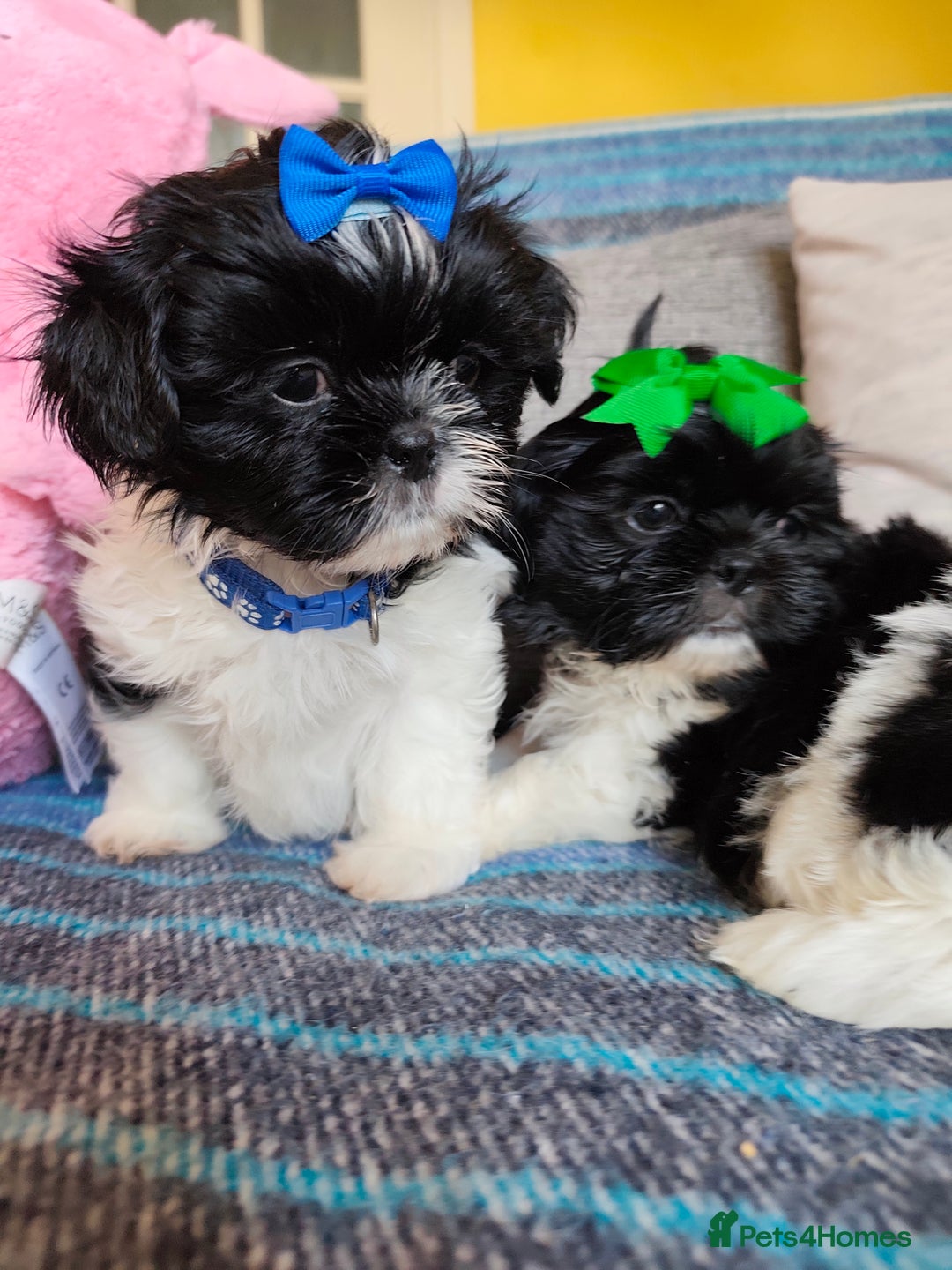 Shih Tzu dogs for sale: Shih Tzu puppies 1 boy available Redy Now!!! - Image 18