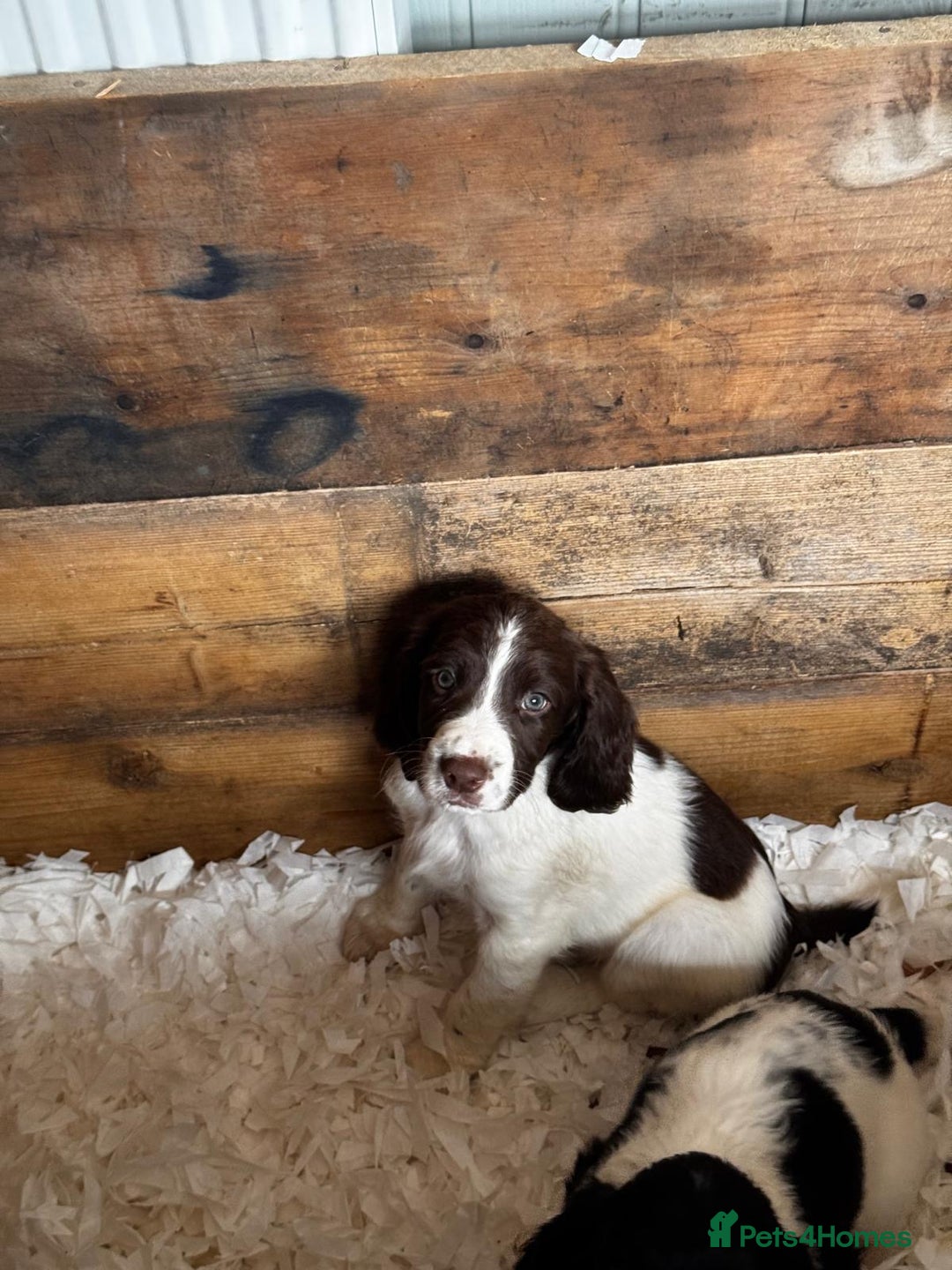 English Springer Spaniel dogs for sale: English Springer Spaniel dogs - Image 11