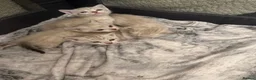 Bengal cats for sale: Snow/Leopard Bengal Kittens - Advert 13