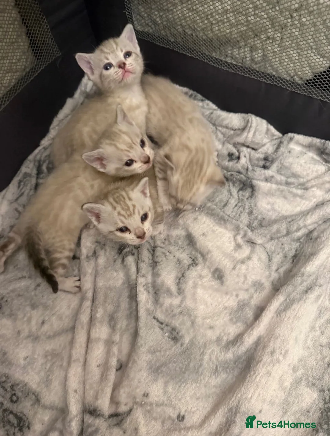 Bengal cats for sale: Snow/Leopard Bengal Kittens - Advert 13