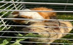 Guinea Pig rodents for sale: Two beautiful male guinea pigs for sale.  - Image 2