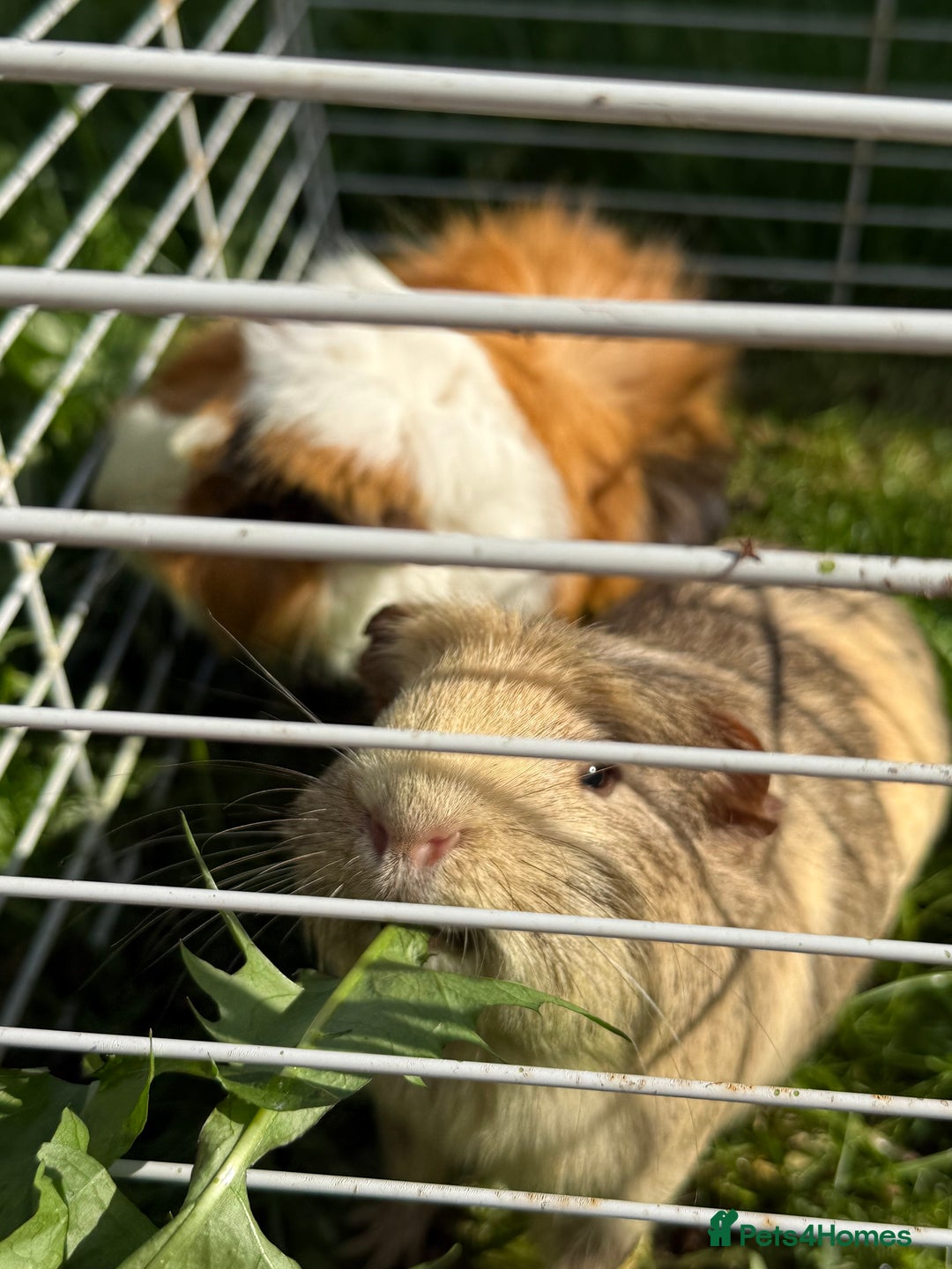 Guinea Pig rodents for sale: Two beautiful male guinea pigs for sale.  - Image 2