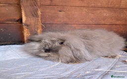 Angora rabbits for sale: Angora xLop - Image 2