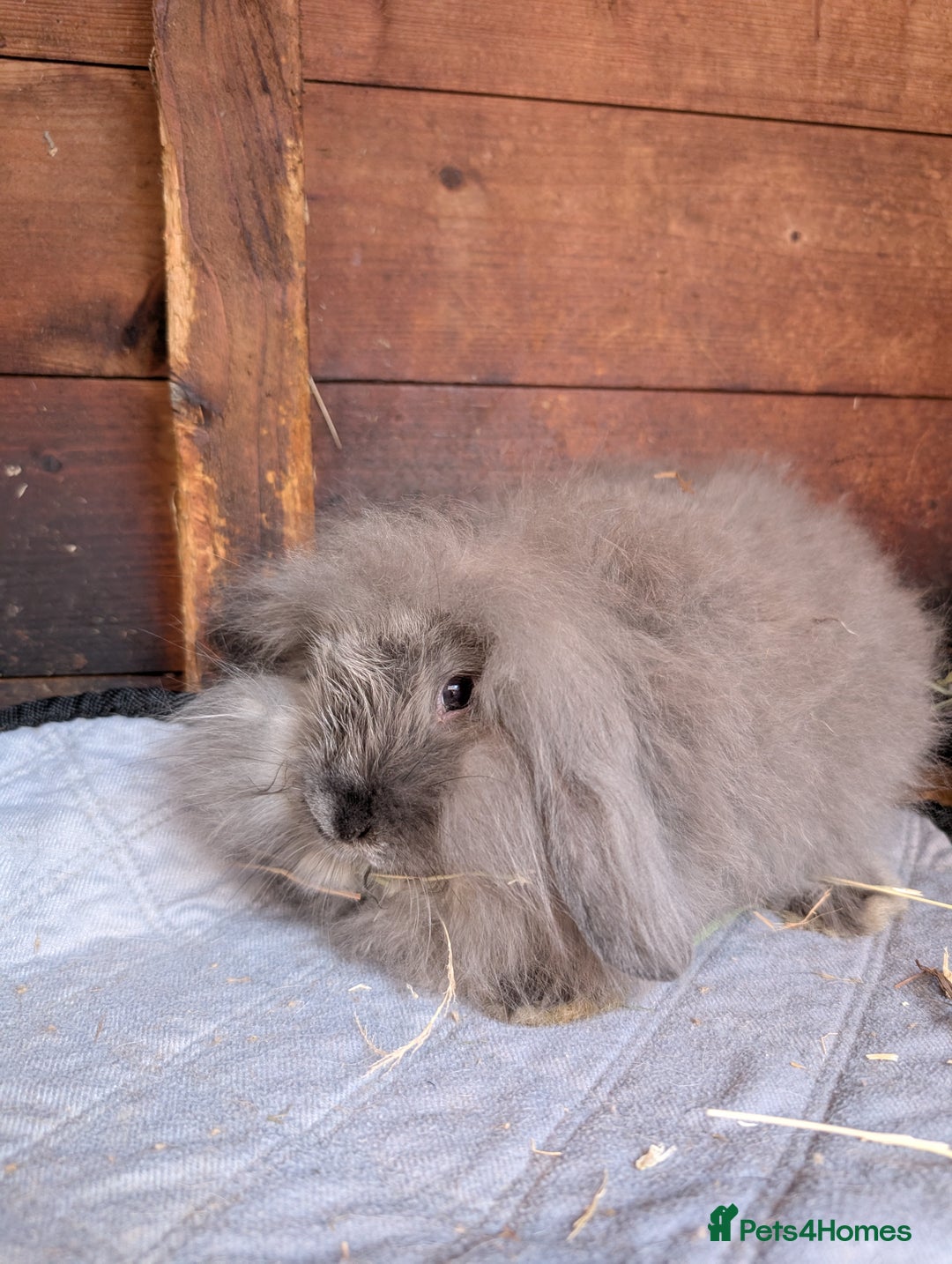 Angora rabbits for sale: Angora xLop - Image 2