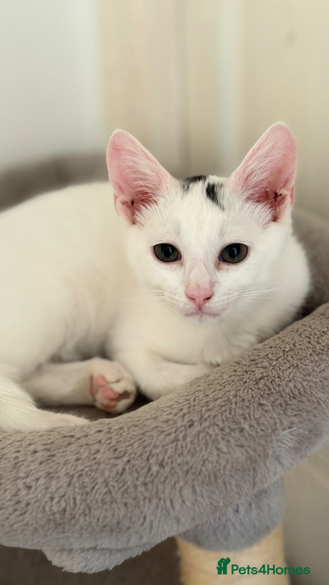 Turkish Van cats Turkish Van Kittens – Ready for Loving Homes - Advert 1