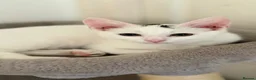 Turkish Van cats for sale: Turkish Van Kittens – Ready for Loving Homes - Advert 1