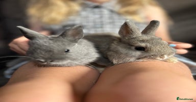 Netherland Dwarf rabbits - Advert 4