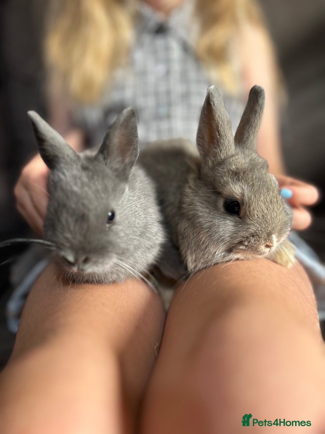 Netherland Dwarf rabbits for sale: Vaccinated Netherland Dwarf Rabbits - Image 3