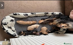 Cockapoo dogs for sale: F1b phantom/parti Cockapoos due Nov 25 - Image 4